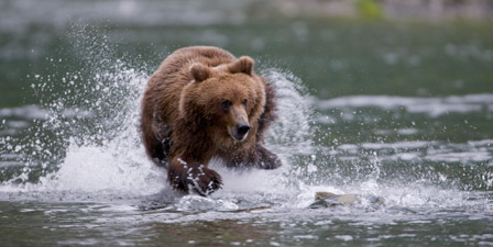 Brown bear chases salmon in a shallow stream Prince Willi...
