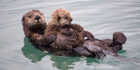 Picture of Sea Otter , Sea Otter photos, Pictures of Sea Otter , Cute Sea Otter pictures, Sea Otter pics