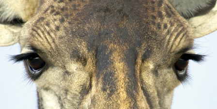 Close-up of a Masai giraffes eyes