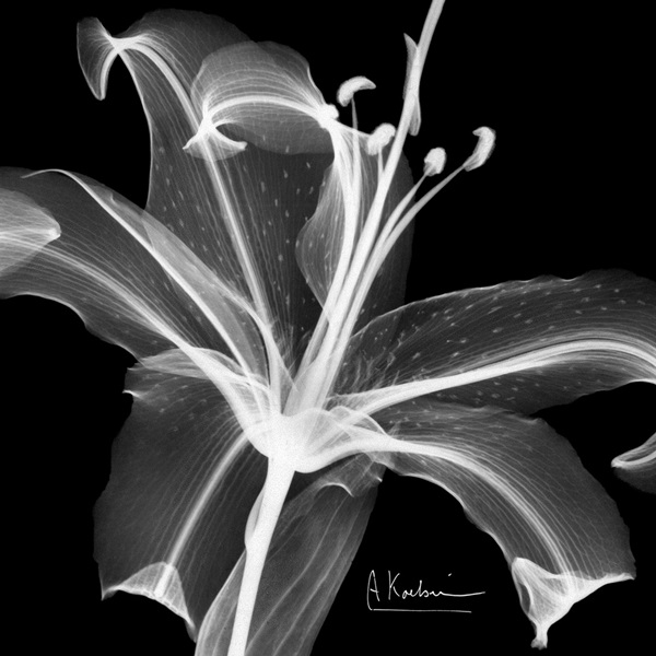 Asiatic Lily x-ray floral photograph