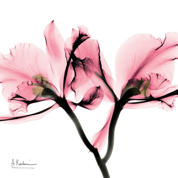 Orchid Love II x-ray photography