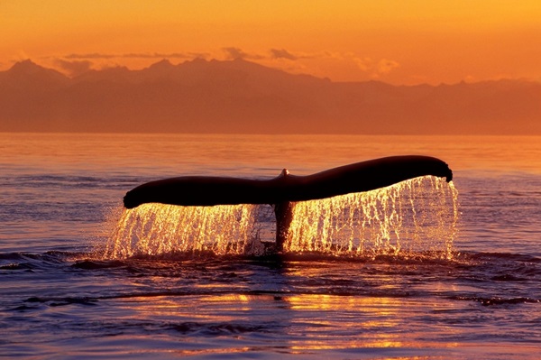 Humpback Whale Fluke @ Sunset Inside Passage SE AK Summer