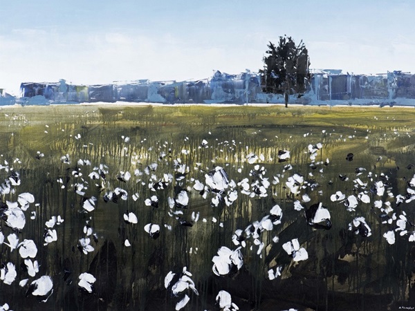 North Carolina Cotton Field