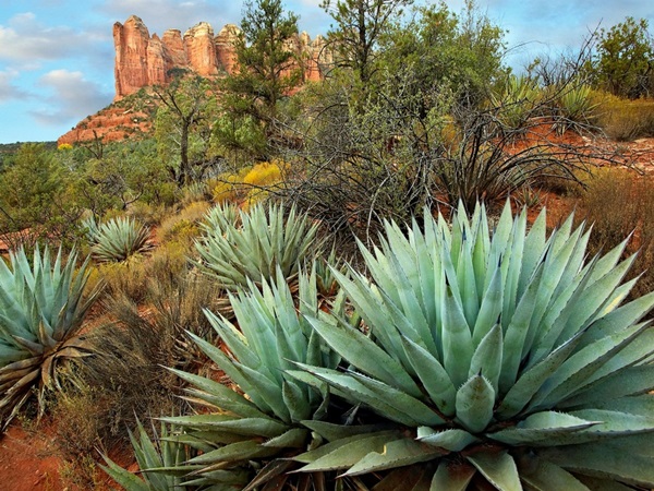 Agave and Coffee Pot Rock near Sedona, Arizona