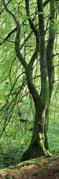 Moss growing on a beech tree, Perthshire, Scotland
