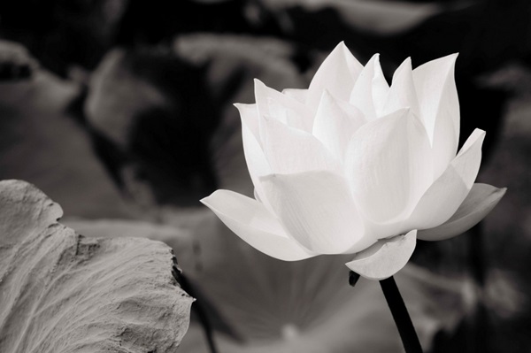 White Lotus