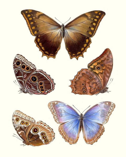 Violet Butterflies I