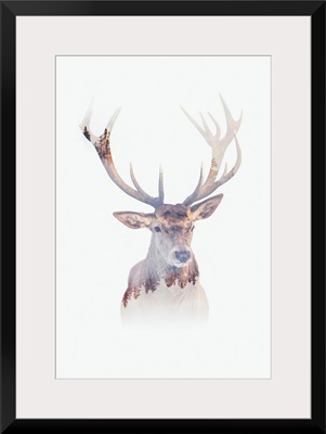 Antlers Of The Forest