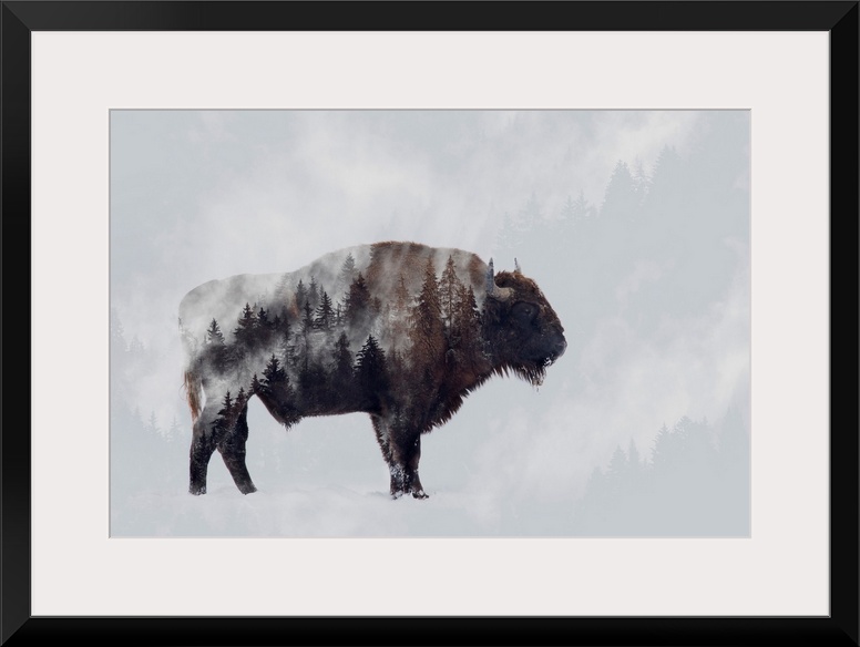 Bison - Double Exposure