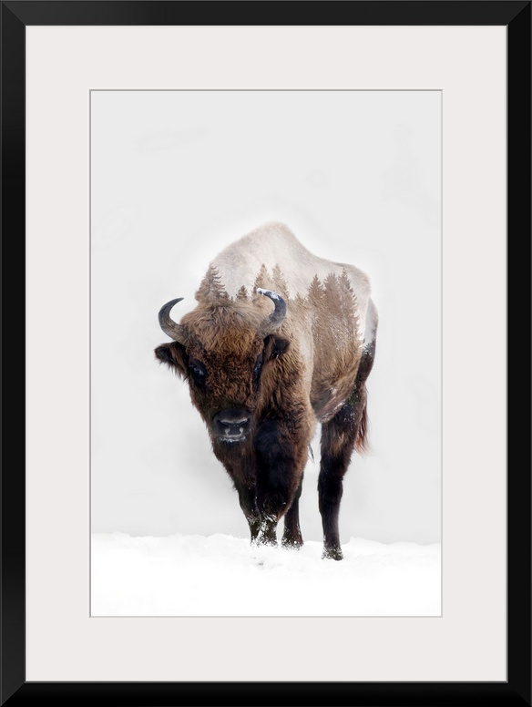 Bison In Winter