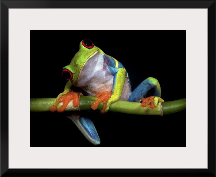 A red-eyed tree frog tilting its head with a curious expression.