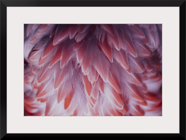 Beautiful close-up of the feathers of a pink flamingo bird.