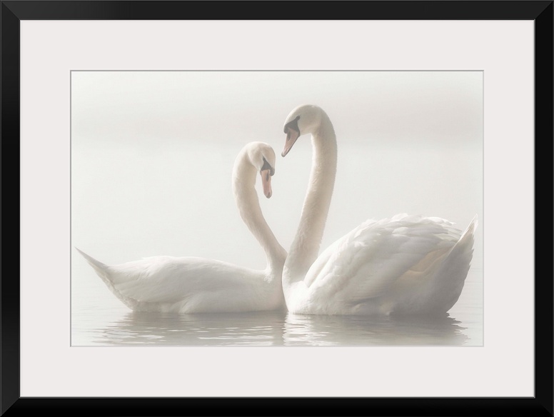 Two Mute Swans swim closely together, their arched necks creating the image of a heart.