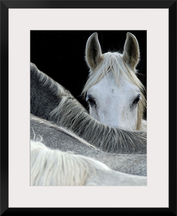 A white horse peering over the backs of its herd-mates.