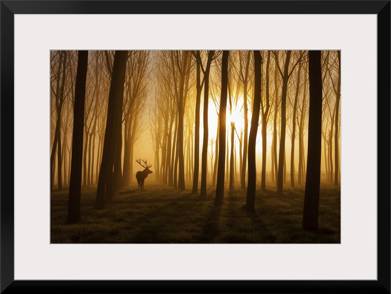 A deer standing in a forest while the sun rises behind casting everything in fog and silhouette.