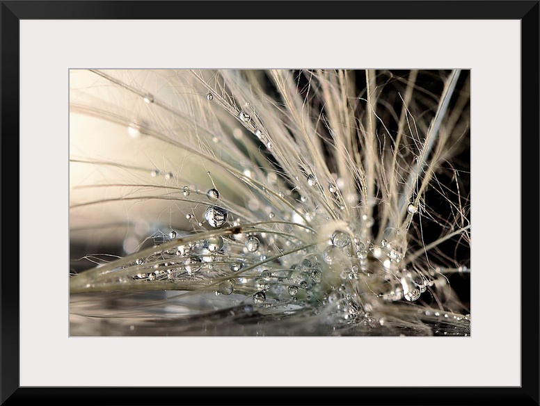 Macro photo of round water droplets clinging to bits of fiber.