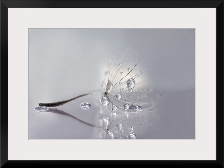 Macro photo of a dandelion seed with water drops.