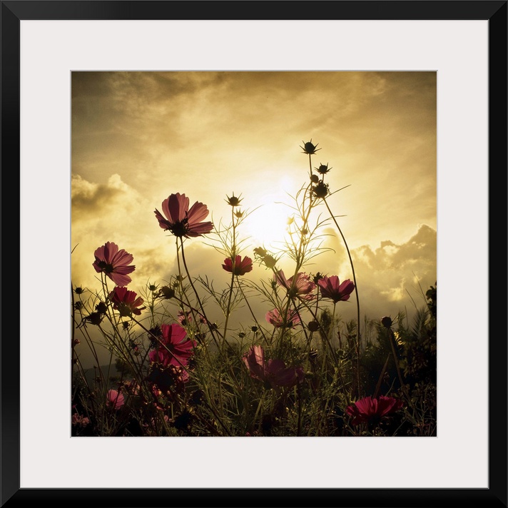 A field of red flowers in golden sunlight.