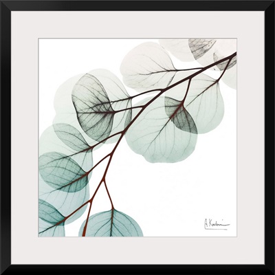 Extravagant Eucalyptus 1