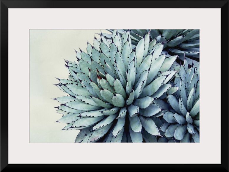 Close up photo of succulent plants with pointed green leaves.