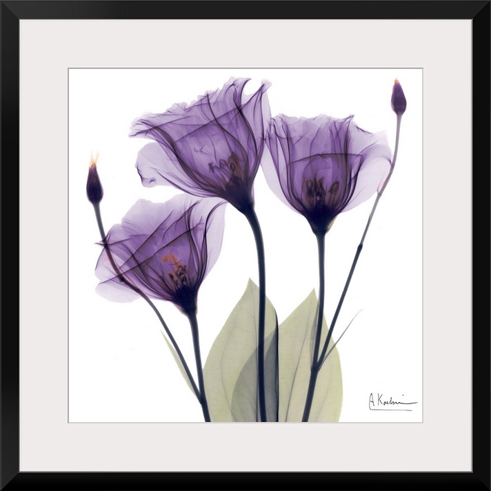 Square x-ray photograph of three purple flowers against a white background.