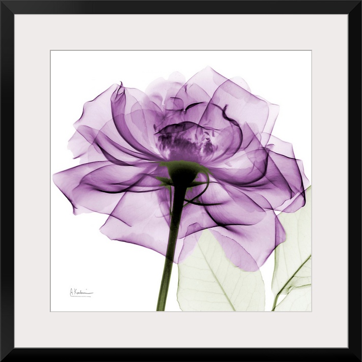 A big print of a translucent rose with petals against a white background.