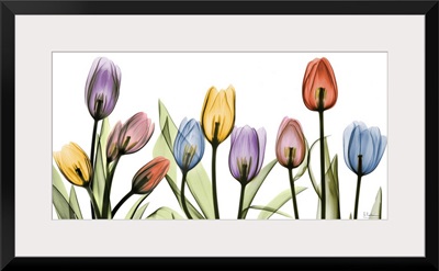 Tulip Scape x-ray photography