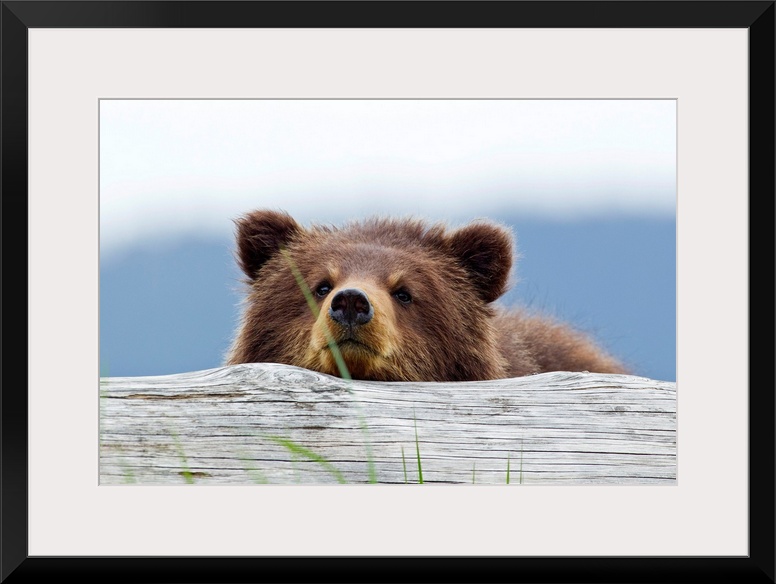 Horizontal, giant photograph of a brown bear looking forward while resting its chin on a log, a blurred tree line can be s...