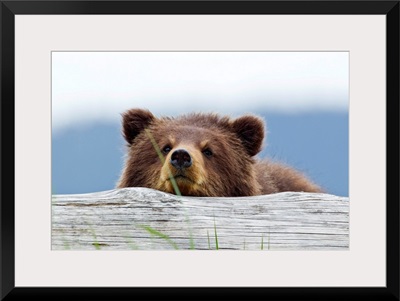 A brown bear cub rests its head on a log