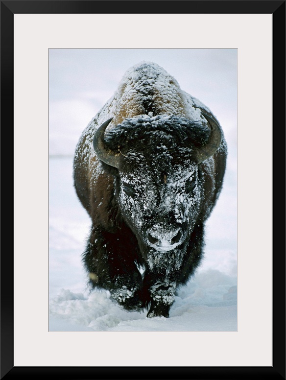 A frost-covered American bison bull (Bison bison) walks through the snow in Yellowstone National Park, United States of Am...