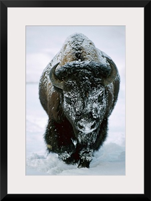 A Frost-Covered American Bison Bull Walks Through The Snow In Yellowstone National Park