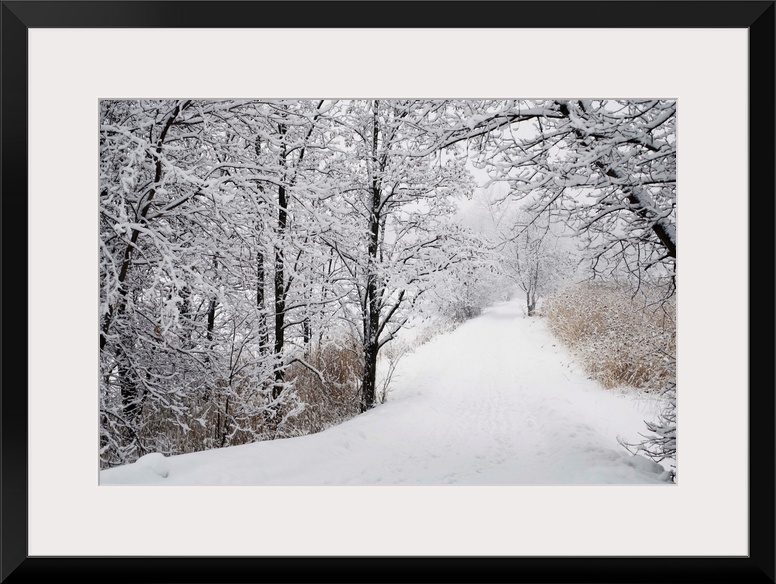 A Path Lined With Trees And Covered In Snow; Quebec, Canada