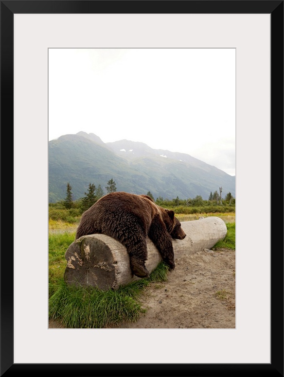 Adult brown bear takes a nap on a fallen log with Alaskan mountains in the background.