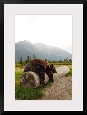 Adult Brown bear rests on a log at the Alaska Wildlife Conservation Center