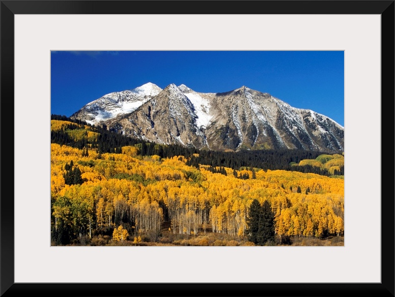 Aspen Trees In Autumn, Rocky Mountains, Colorado