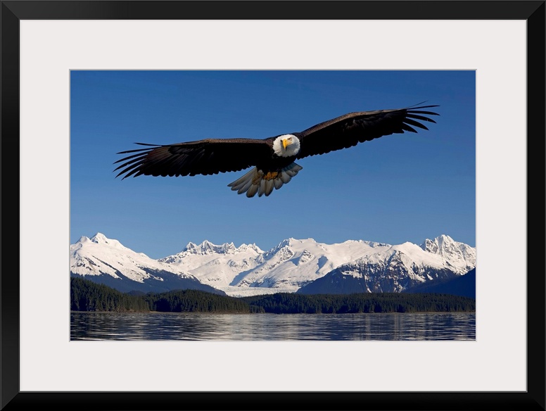 Photo print of an eagle with wide wing span flying over water with snowy rugged mountains in the background.