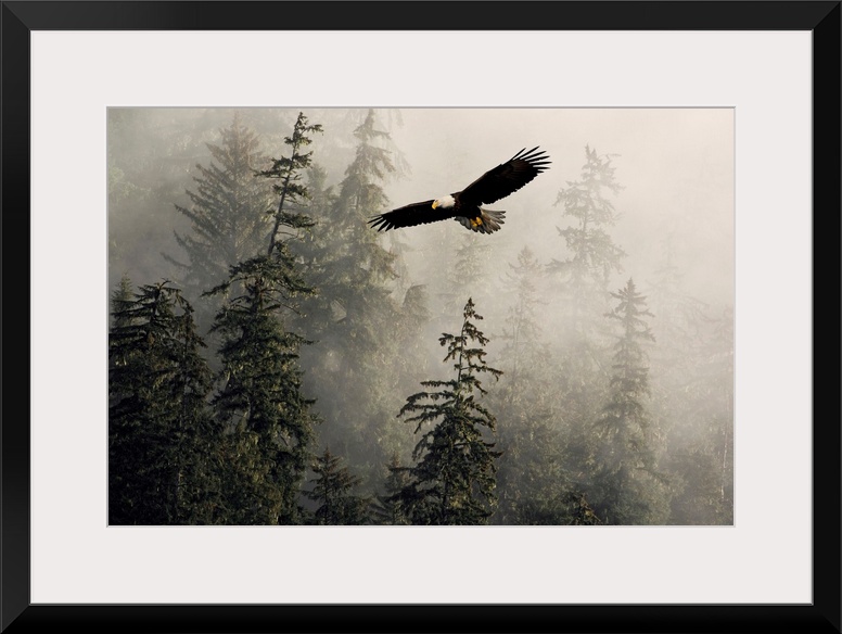 Bald Eagle Soaring Through Misty Tongass Nat Forest Southeast Alaska