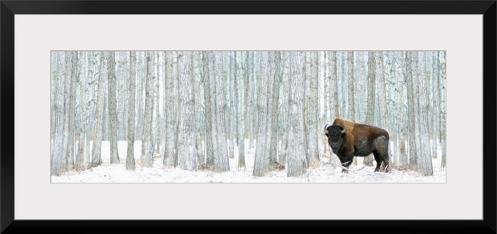 This panoramic photograph of a lone bison standing in front of a stand of white poplar trees is a majestic statement piece...