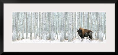 Bison Standing In Snow Among Poplar Trees In Elk Island National Park Alberta, Canada