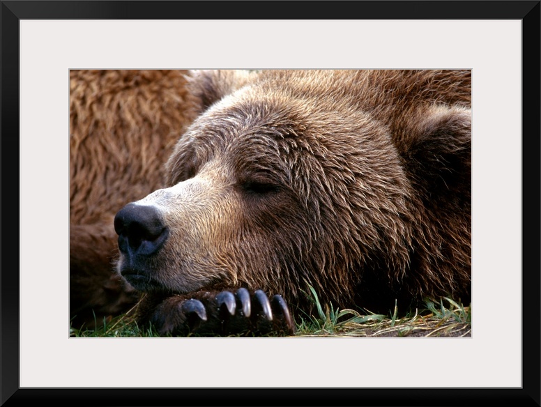 Photograph of bear sleeping with its head resting on its huge clawed paw.