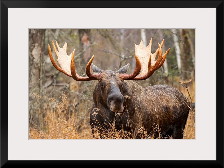 Bull moose (alces alces) in rutting season; Anchorage, Alaska, United States of America