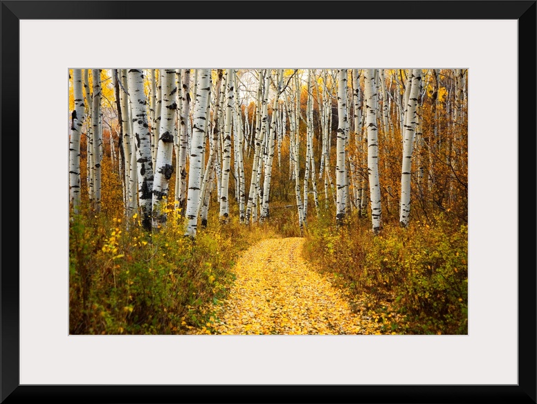This horizontal photograph is of a leaf covered path way through a forest of indigenous trees.