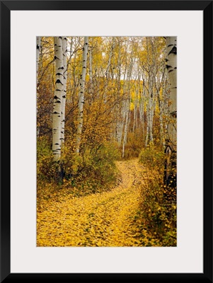 Colorado, Yellow Aspen Leaves On Country Road