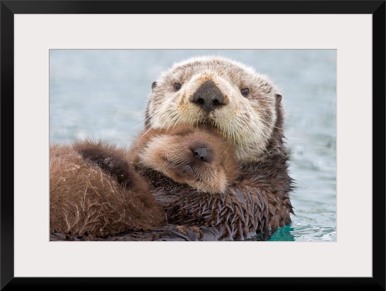 Sea otter (Enhudra lutris), closeup, swimming on back with pup riding on her belly, Prince William Sound, southcentral, wi...