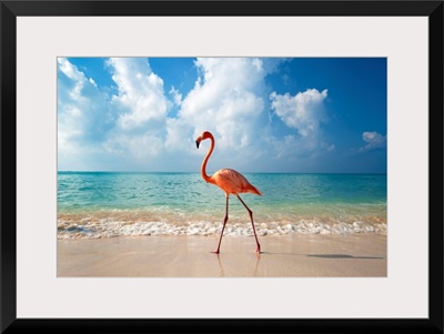Flamingo Walking Along Beach