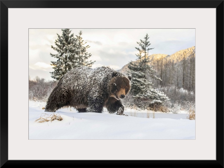 Grizzly bear (Ursus arctic sp.) walking in the snow, Alaska Wildlife Conservation Center, South-central Alaska; Portage, A...