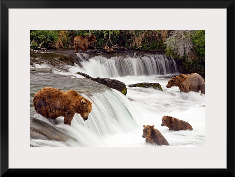 Big canvas print of brown bears trying to catch fish near a small waterfall in the forest.
