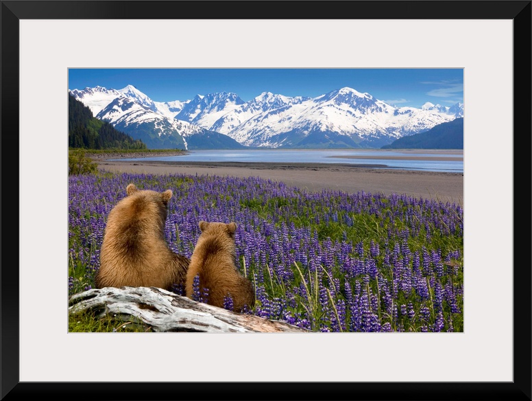 Composite, Grizzly Sow & cub sit in lupine along Seward Highway, Turnagain Arm, Southcentral Alaska, Summer