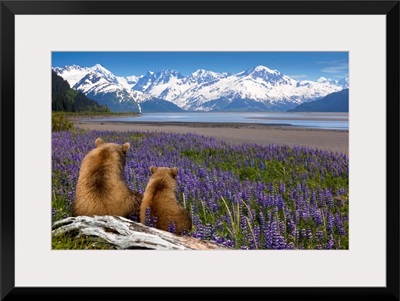 Grizzly sow and cub sit on log and view Turnagain Arm, Southcentral Alaska