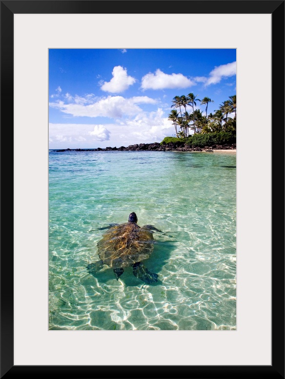 Vertical photo print of a big turtle swimming in the ocean near the shore with his head sticking out of the water and palm...